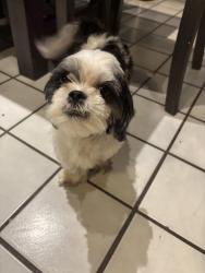Lost Male Dog last seen Near Stull dr, Las Cruces, NM 88001