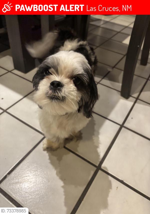 Lost Male Dog last seen Near Stull dr, Las Cruces, NM 88001