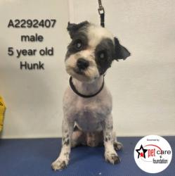 Shelter Stray Male Dog last seen , 3201 Lacy St, Los Angeles, CA 90031, USA