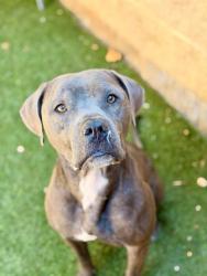 Shelter Stray Female Dog last seen 48TH ST & PERRY AVE, 2127 Front St, Sacramento, CA 95818, USA