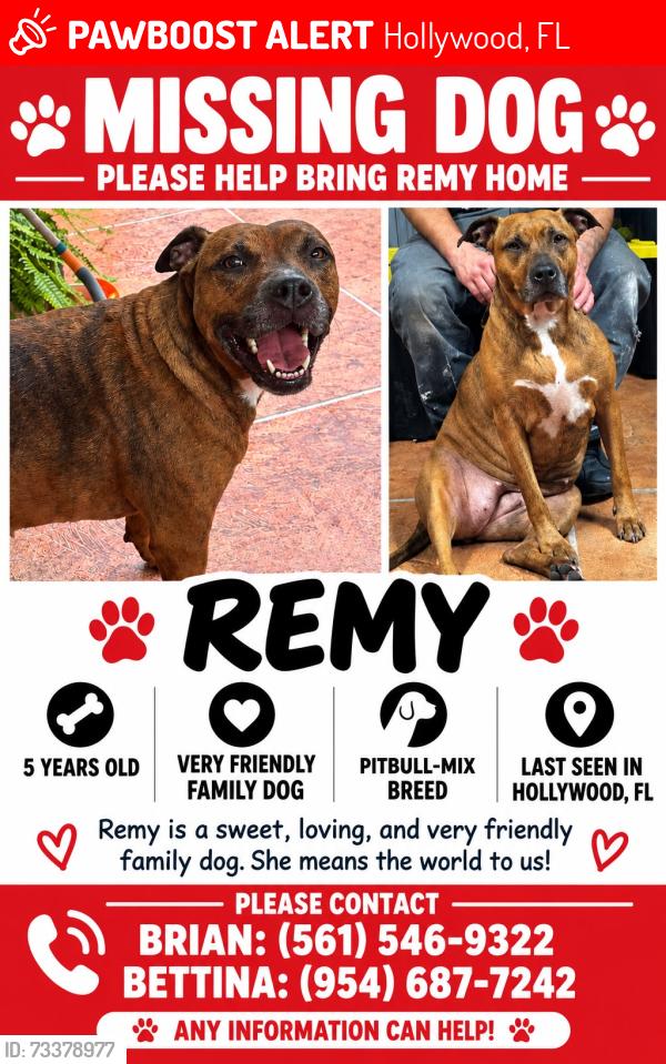 Lost Female Dog last seen Johnson and Dixie HW, Hollywood, FL 33020