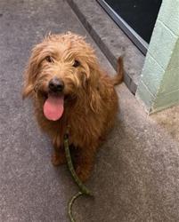 Shelter Stray Female Dog last seen DRY CREEK RD & NORTH AVE, 2127 Front St, Sacramento, CA 95818, USA