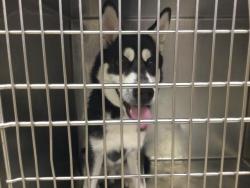 Shelter Stray Male Dog last seen Near BLOCK LITTLE DIPPER ST, JURUPA VALLEY CA 91752, 6851 Van Buren Boulevard, Jurupa Valley, CA 92509, USA
