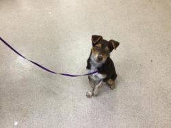 Shelter Stray Male Dog last seen Near BLOCK LIME ST, RIVERSIDE CA 92501, 6851 Van Buren Boulevard, Jurupa Valley, CA 92509, USA