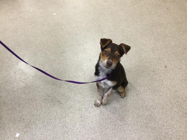 Shelter Stray Male Dog last seen Near BLOCK LIME ST, RIVERSIDE CA 92501, 6851 Van Buren Boulevard, Jurupa Valley, CA 92509, USA