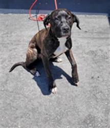 Shelter Stray Female Dog last seen , 1850 W 60th St, Los Angeles, CA 90047, USA