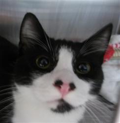 Shelter Stray Male Cat last seen , 11361 W Pico Blvd, Los Angeles, CA 90064, USA