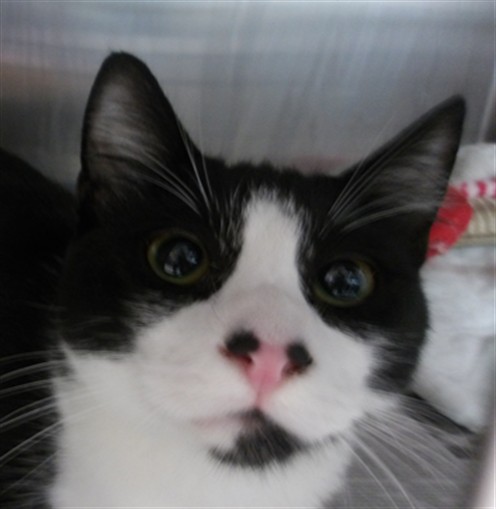 Shelter Stray Male Cat last seen , 11361 W Pico Blvd, Los Angeles, CA 90064, USA
