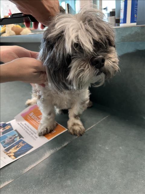 Shelter Stray Male Dog last seen , West Valley Animal Shelter, 20655 Plummer St, Chatsworth, CA 91311, USA