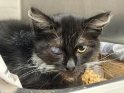 Shelter Stray Female Cat last seen , 1850 W 60th St, Los Angeles, CA 90047, USA
