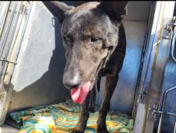 Shelter Stray Male Dog last seen , 1850 W 60th St, Los Angeles, CA 90047, USA