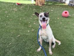 Shelter Stray Female Dog last seen , 1850 W 60th St, Los Angeles, CA 90047, USA