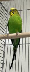 Shelter Stray Male Bird last seen , 1850 W 60th St, Los Angeles, CA 90047, USA