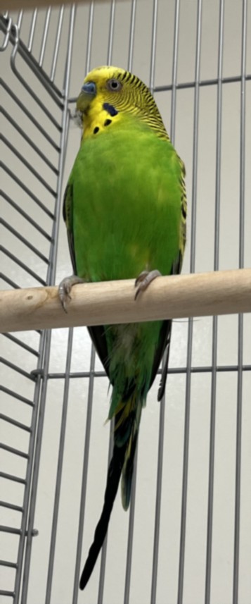 Shelter Stray Male Bird last seen , 1850 W 60th St, Los Angeles, CA 90047, USA