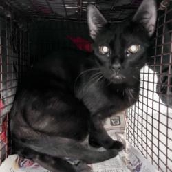 Shelter Stray Female Cat last seen , 1850 W 60th St, Los Angeles, CA 90047, USA