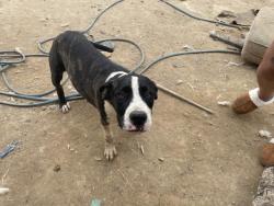 Shelter Stray Male Dog last seen Near BLOCK MORAGA, PERRIS, CA, 227 N D St, Perris, CA 92570, USA