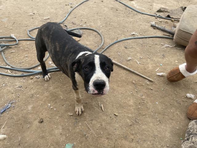 Shelter Stray Male Dog last seen Near BLOCK MORAGA, PERRIS, CA, 227 N D St, Perris, CA 92570, USA