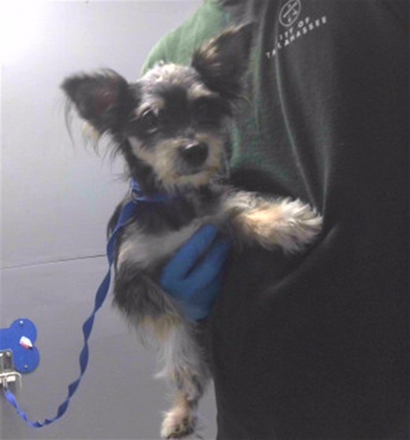 Shelter Stray Male Dog last seen MARCH RD, TALLAHASSEE FL 32311, 1125 Easterwood Dr, Tallahassee, FL 32311, USA