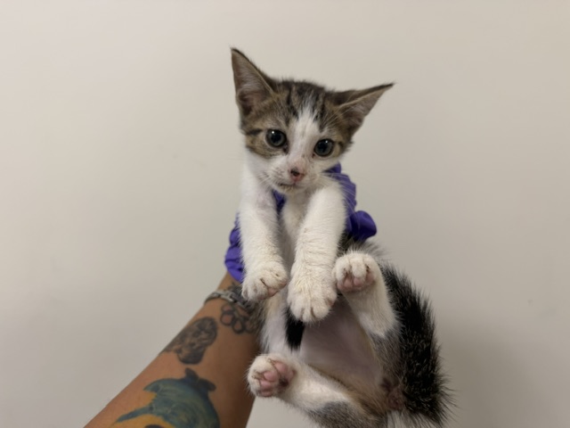Shelter Stray Female Cat last seen Near BLOCK NE 2 DR, 3599 NW 79th Ave, Doral, FL 33122, USA
