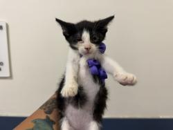 Shelter Stray Female Cat last seen Near BLOCK NE 2 DR, 3599 NW 79th Ave, Doral, FL 33122, USA