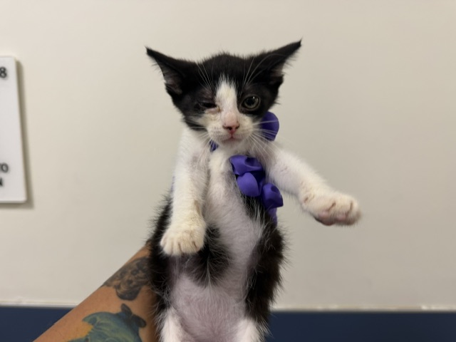 Shelter Stray Female Cat last seen Near BLOCK NE 2 DR, 3599 NW 79th Ave, Doral, FL 33122, USA