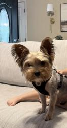 Reunited Male Dog last seen stacks rd by dusty pines ln, Lancaster County, SC 29720
