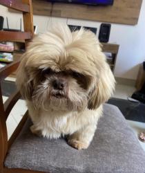 Lost Male Dog last seen Dogwood Ln & Beach Haven Dr - Gainesville GA, Hall County, GA 30504