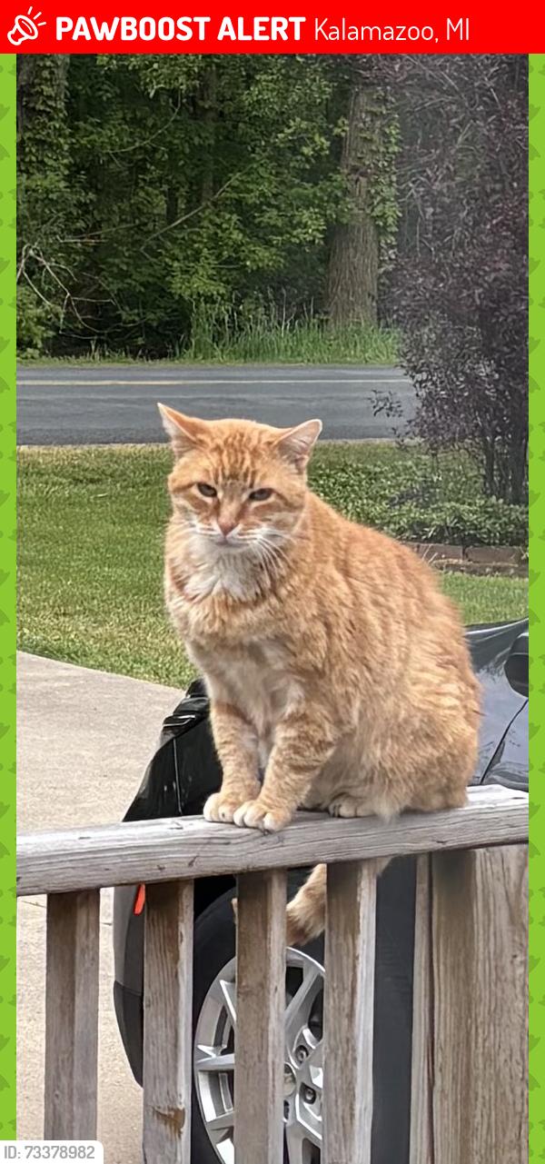 Lost Female Cat last seen Op Ave & 6th Street, Kalamazoo, MI 49009