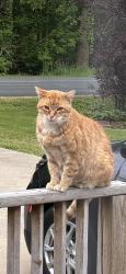 Lost Female Cat last seen Op Ave & 6th Street, Kalamazoo, MI 49009