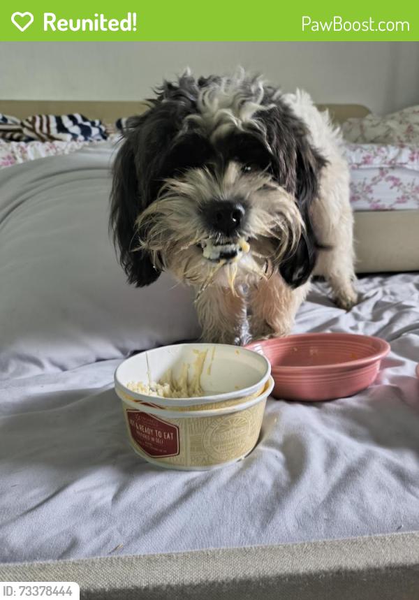 Reunited Female Dog last seen Winn and quince, Upland, CA 91784