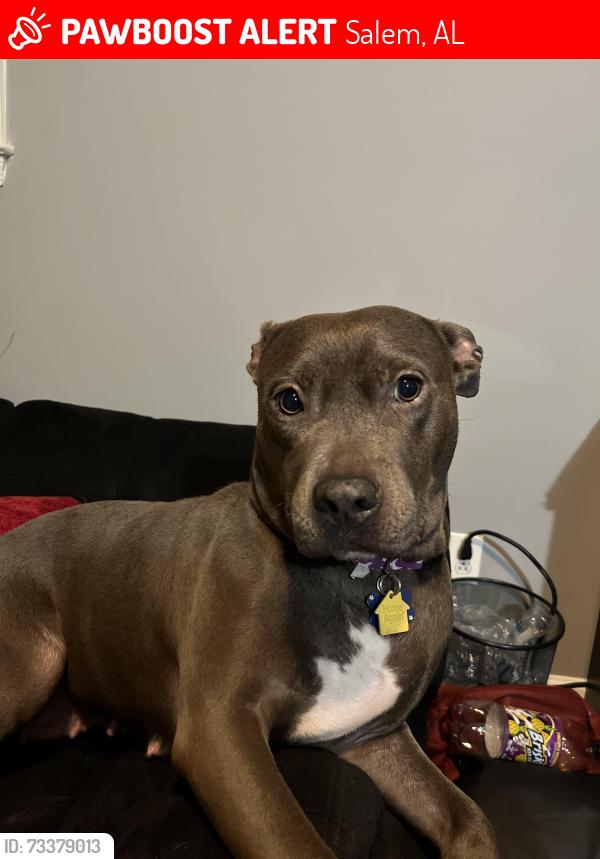 Lost Female Dog last seen Near Lee road 765 Salem Alabama 36874, Salem, AL 36874