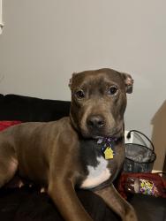 Lost Female Dog last seen Near Lee road 765 Salem Alabama 36874, Salem, AL 36874