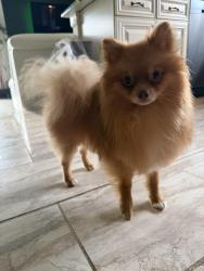 Lost Male Dog last seen Near Adele Dr, Sterling Heights, MI 48312