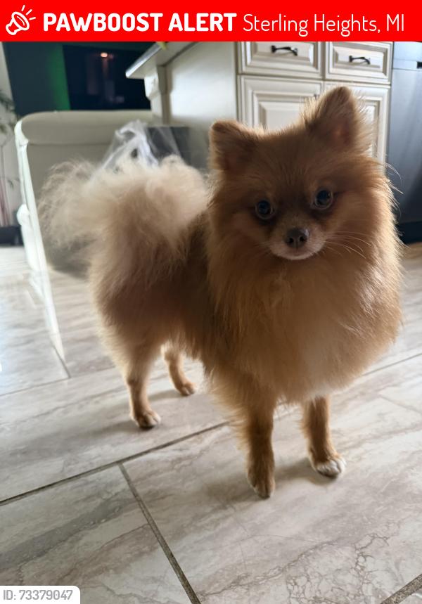 Lost Male Dog last seen Near Adele Dr, Sterling Heights, MI 48312