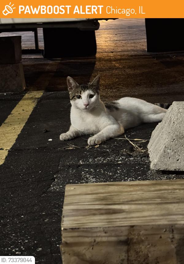 Found/Stray Male Cat last seen In the parking lot of the Sherwin Williams, Chicago, IL 60608