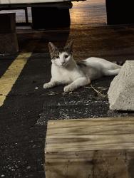 Found/Stray Male Cat last seen In the parking lot of the Sherwin Williams, Chicago, IL 60608
