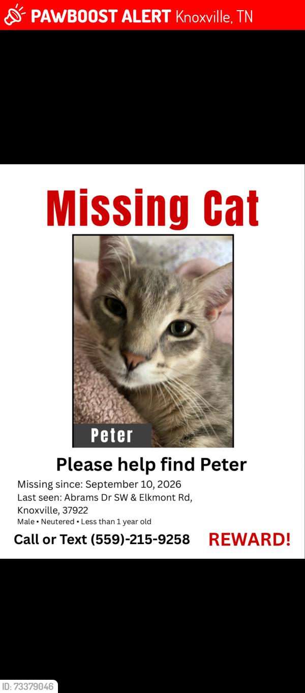 Lost Male Cat last seen Found his collar in between Elkmont rd and floor and decor, Knoxville, TN 37922