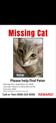 Lost Male Cat last seen Found his collar in between Elkmont rd and floor and decor, Knoxville, TN 37922