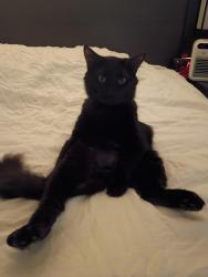 Lost Male Cat last seen Aragona Blvd, Virginia Beach, VA 23455