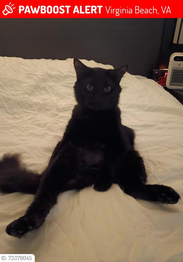 Lost Male Cat last seen Aragona Blvd, Virginia Beach, VA 23455