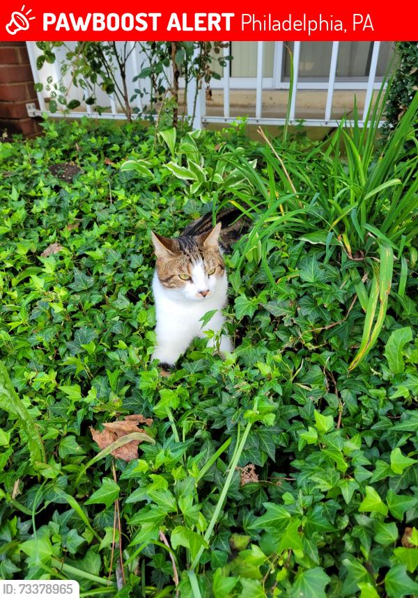 Lost Male Cat last seen Near Gregg street, Philadelphia, PA 19152