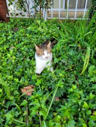 Lost Male Cat last seen Near Gregg street, Philadelphia, PA 19152