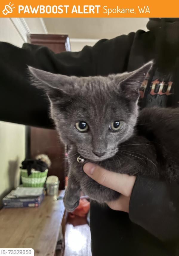 Found/Stray Male Cat last seen 25th Avenue, Spokane, WA 99203