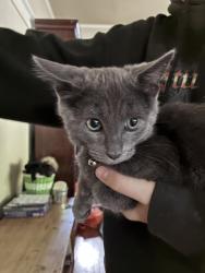 Found/Stray Male Cat last seen 25th Avenue, Spokane, WA 99203