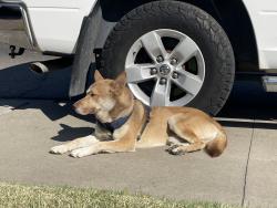 Found/Stray Male Dog last seen Eldorado and Alpine, Stockton, CA 95202