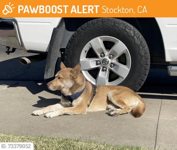 Found/Stray Male Dog last seen Eldorado and Alpine, Stockton, CA 95202