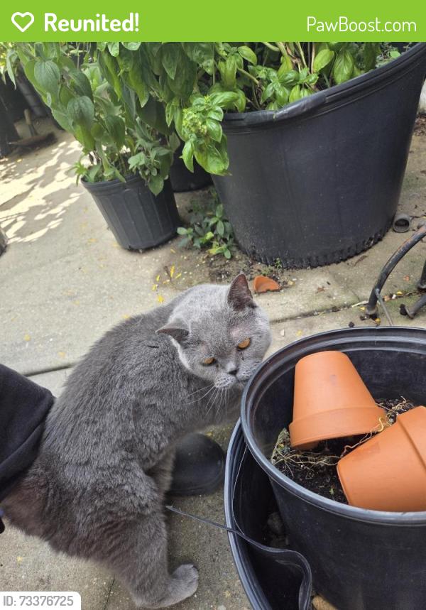 Reunited Unknown Cat last seen Morris Street & Newkirk Street, Philadelphia, PA 19145
