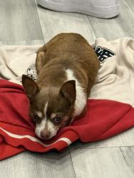Lost Female Dog last seen Laurel Springs RV Resort, Houston, TX 77339