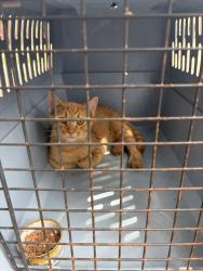 Found/Stray Unknown Cat last seen Porch of 1498 SW Manor Lake Dr, Lee's Summit, MO 64082