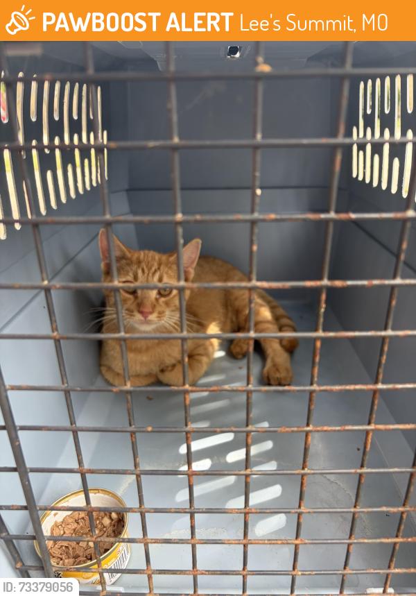 Found/Stray Unknown Cat last seen Porch of 1498 SW Manor Lake Dr, Lee's Summit, MO 64082